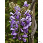 Гліцинія китайська 180 см (сформована)